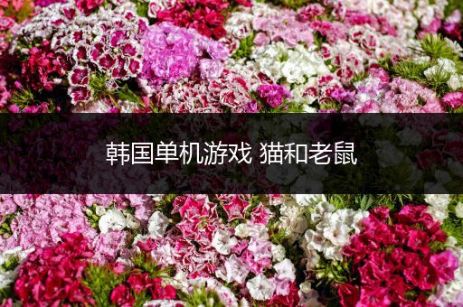 韩国单机游戏 猫和老鼠