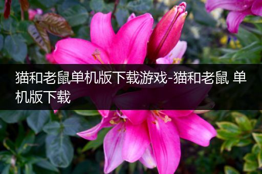 猫和老鼠单机版下载游戏-猫和老鼠 单机版下载
