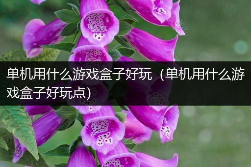 单机用什么游戏盒子好玩（单机用什么游戏盒子好玩点）